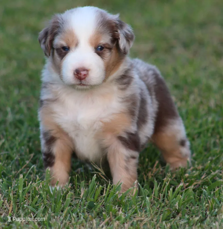 Sydney – Australian Shepherd puppy for sale in Cookeville, TN
