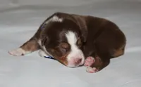 Whiskey, a male Australian Shepherd for sale in Cookeville, TN – 3 of 8