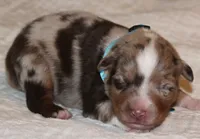 Carter, a male Australian Shepherd for sale in Cookeville, TN – 8 of 10