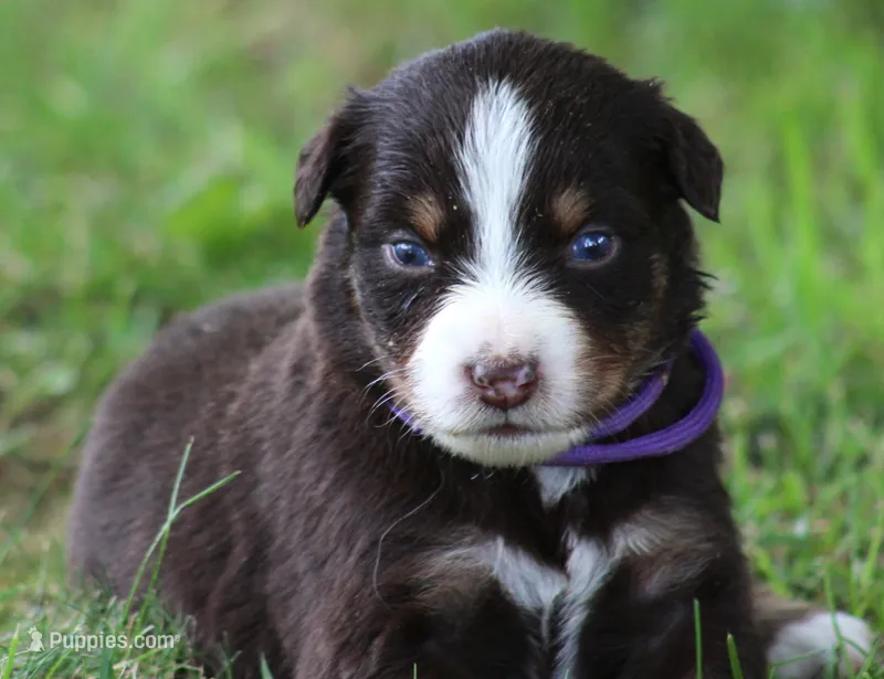 Sunny – Australian Shepherd puppy for sale in Cookeville, TN