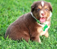 Kinsey, a female Australian Shepherd for sale in Cookeville, TN – 5 of 10