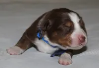 Whiskey, a male Australian Shepherd for sale in Cookeville, TN – 4 of 8