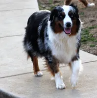 Carter, a male Australian Shepherd for sale in Cookeville, TN – 9 of 10