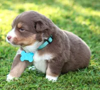 Shelby, a female Australian Shepherd for sale in Cookeville, TN – 6 of 8