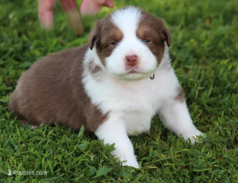 Pearl – Australian Shepherd puppy for sale in Cookeville, TN