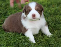 Pearl, a female Australian Shepherd for sale in Cookeville, TN – 1 of 9