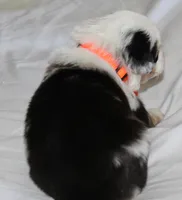 Cooper, a male Australian Shepherd for sale in Cookeville, TN – Photo 4 of 10