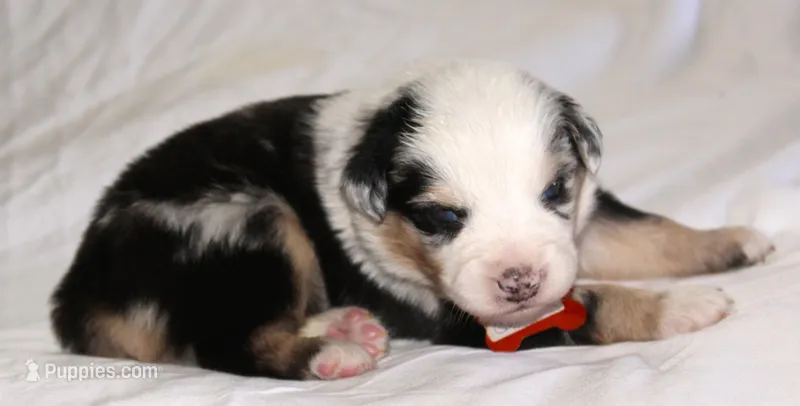 Cooper – Australian Shepherd puppy for sale in Cookeville, TN
