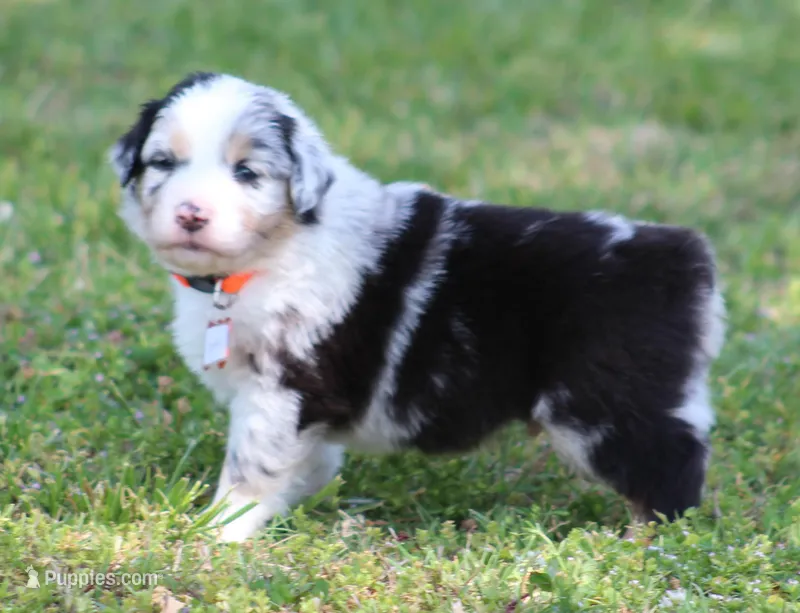 Cooper – Australian Shepherd puppy for sale in Cookeville, TN