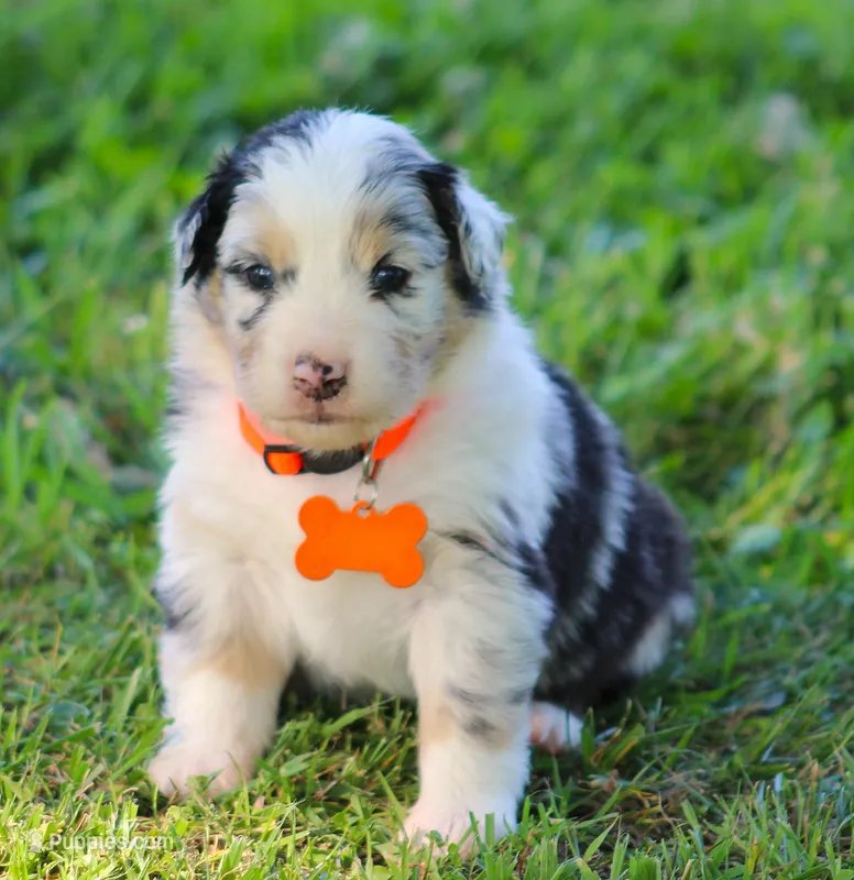 Cooper – Australian Shepherd puppy for sale in Cookeville, TN