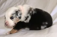 Cooper, a male Australian Shepherd for sale in Cookeville, TN – Photo 6 of 10