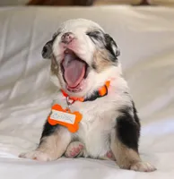 Cooper, a male Australian Shepherd for sale in Cookeville, TN – Photo 10 of 10