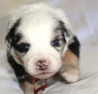 Cooper, a male Australian Shepherd for sale in Cookeville, TN – Photo 3 of 10