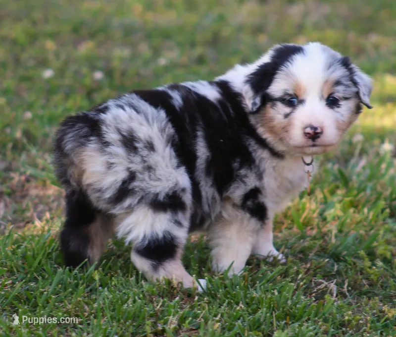 Cooper – Australian Shepherd puppy for sale in Cookeville, TN