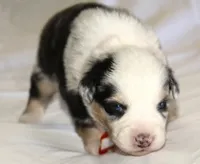 Cooper, a male Australian Shepherd for sale in Cookeville, TN – Photo 5 of 10