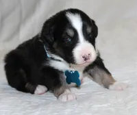 Axle, a male Australian Shepherd for sale in Cookeville, TN – Photo 9 of 10