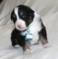 Axle, a male Australian Shepherd for sale in Cookeville, TN – Photo 5 of 10