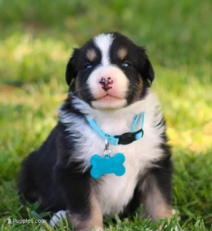 Axle – Australian Shepherd puppy for sale in Cookeville, TN