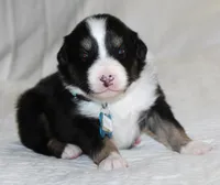 Axle, a male Australian Shepherd for sale in Cookeville, TN – Photo 10 of 10
