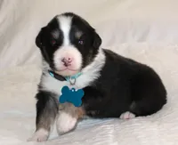 Axle, a male Australian Shepherd for sale in Cookeville, TN – Photo 4 of 10