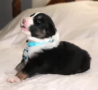 Axle, a male Australian Shepherd for sale in Cookeville, TN – Photo 8 of 10