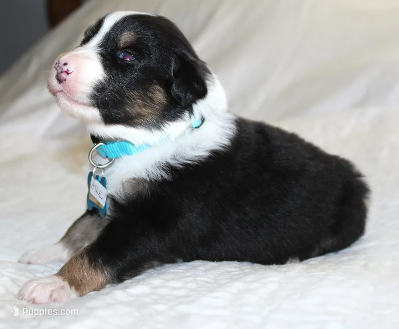 Axle – Australian Shepherd puppy for sale in Cookeville, TN