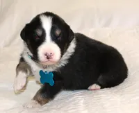 Axle, a male Australian Shepherd for sale in Cookeville, TN – Photo 2 of 10