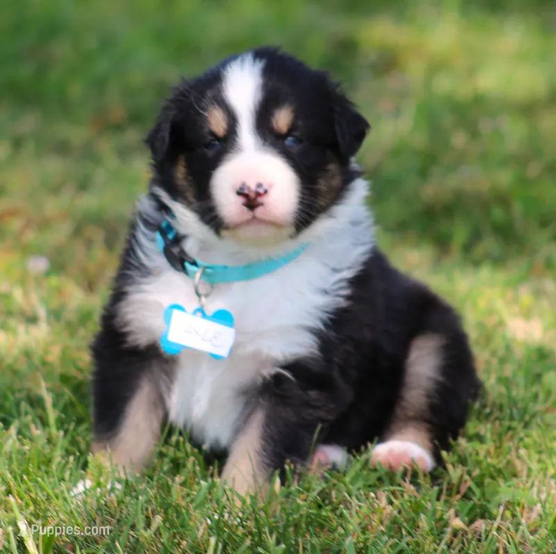 Axle – Australian Shepherd puppy for sale in Cookeville, TN
