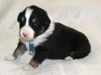 Axle, a male Australian Shepherd for sale in Cookeville, TN – Photo 3 of 10