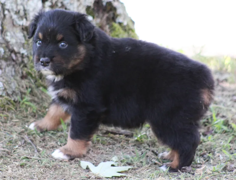 Jackson – Australian Shepherd puppy for sale in Cookeville, TN