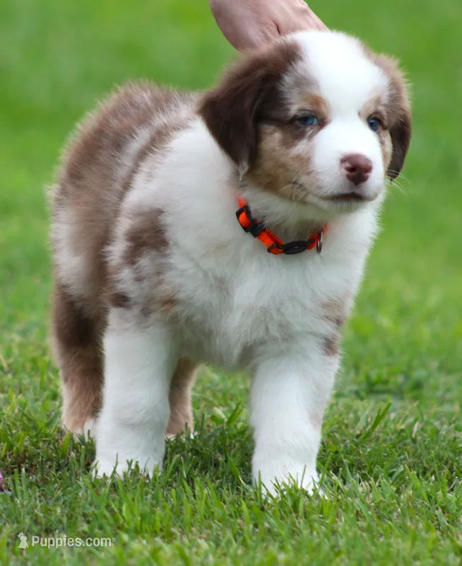 Cody – Australian Shepherd puppy for sale in Cookeville, TN