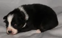 Layla, a female Australian Shepherd for sale in Cookeville, TN – 4 of 7