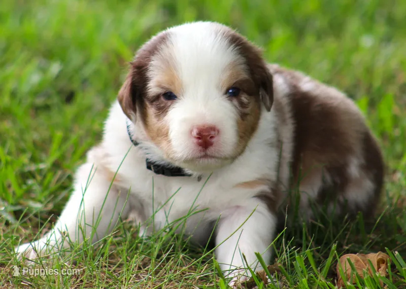 Cody – Australian Shepherd puppy for sale in Cookeville, TN