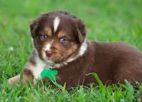 Kinsey, a female Australian Shepherd for sale in Cookeville, TN – 8 of 10