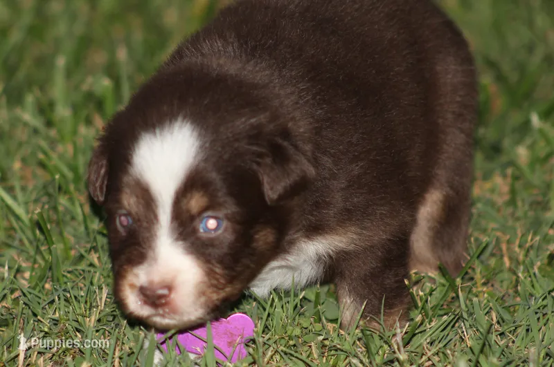 Gracie – Australian Shepherd puppy for sale in Cookeville, TN