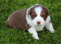 Pearl, a female Australian Shepherd for sale in Cookeville, TN – 2 of 9