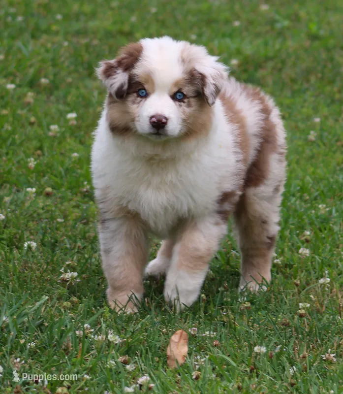 Maggie May – Australian Shepherd puppy for sale in Cookeville, TN