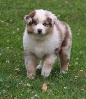 Maggie May, a female Australian Shepherd for sale in Cookeville, TN – 1 of 10