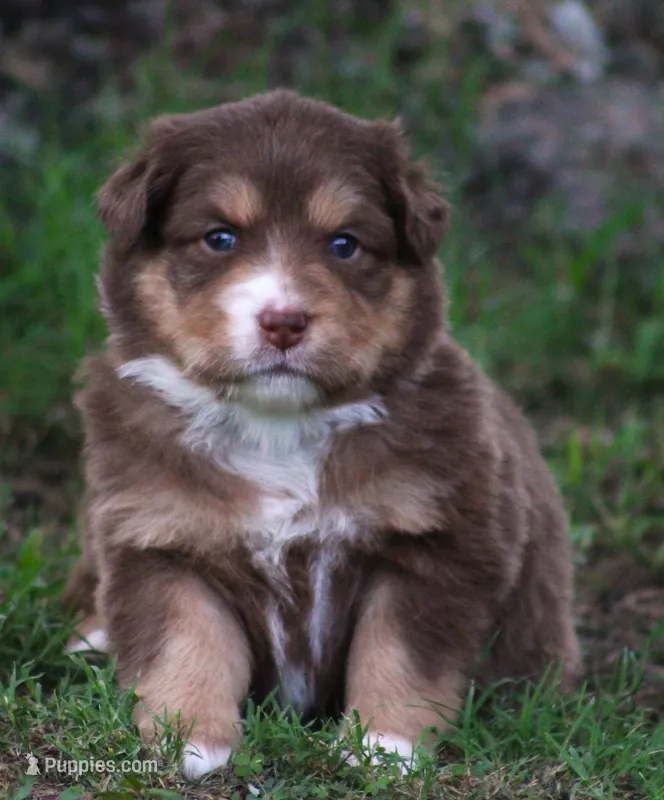Harper – Australian Shepherd puppy for sale in Cookeville, TN