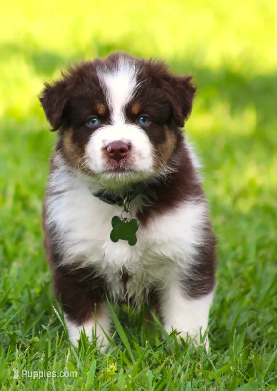 Rebel – Australian Shepherd puppy for sale in Cookeville, TN