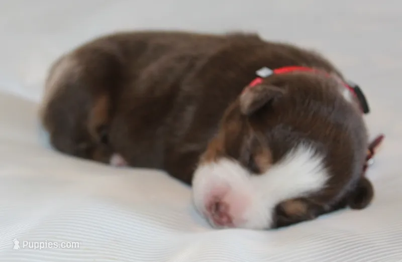 Ryder – Australian Shepherd puppy for sale in Cookeville, TN