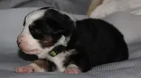 Josie, a female Australian Shepherd for sale in Cookeville, TN – 7 of 8