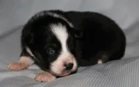 Layla, a female Australian Shepherd for sale in Cookeville, TN – 5 of 7