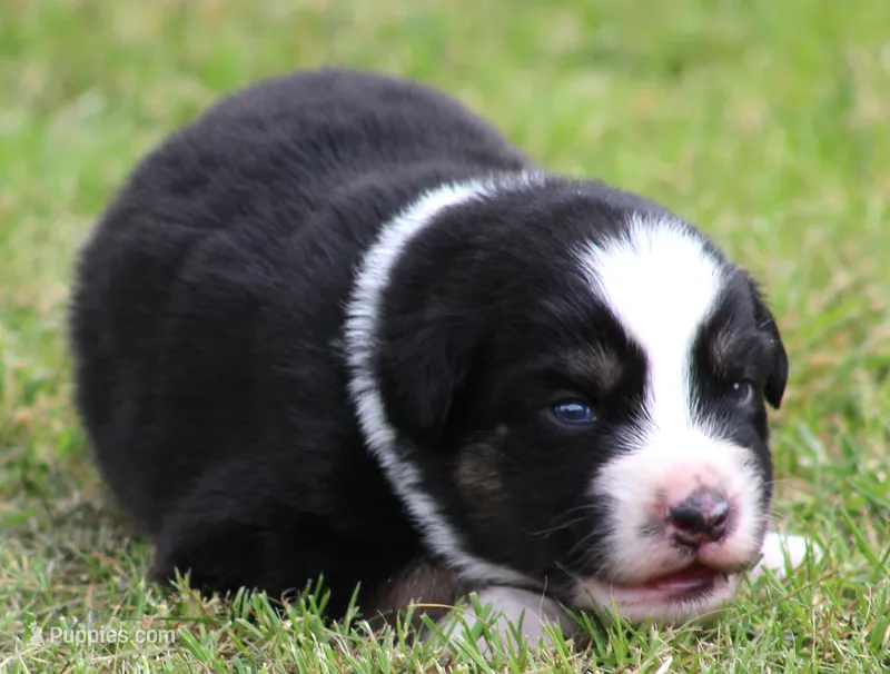 trooper – Australian Shepherd puppy for sale in Cookeville, TN