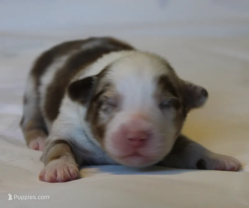 Tucker – Australian Shepherd puppy for sale in Cookeville, TN