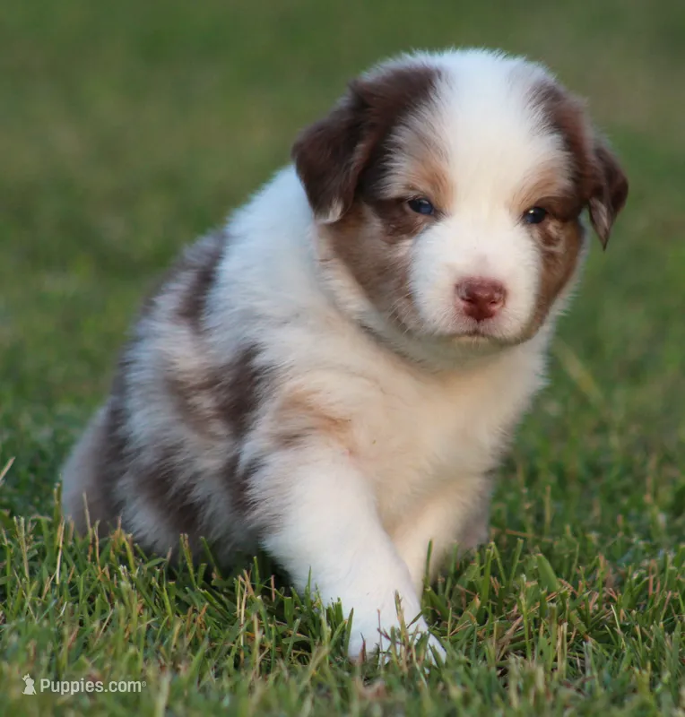 Cody – Australian Shepherd puppy for sale in Cookeville, TN