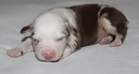 Roxy, a female Australian Shepherd for sale in Cookeville, TN – 7 of 10