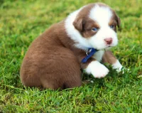 Shane, a male Australian Shepherd for sale in Cookeville, TN – 7 of 10