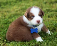 Shane, a male Australian Shepherd for sale in Cookeville, TN – 2 of 10