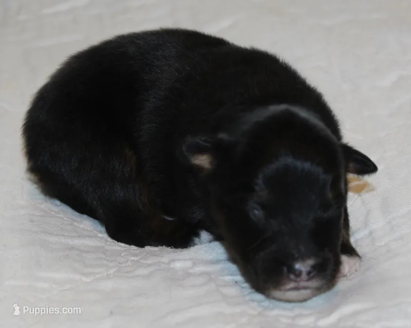 Jackson – Australian Shepherd puppy for sale in Cookeville, TN